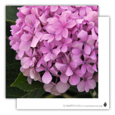 Postcard | Pink Hydrangea